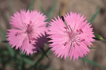 Dianthus gratianopolitanus \ Pfingst-Nelke / Cheddar Pink, F S. Martin Vesubie 15.8.2003