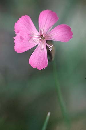 Dianthus furcatus / Painted Pink, F Rochefort-Samson 13.10.2003