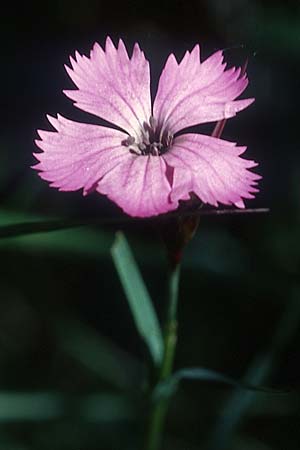 Dianthus seguieri \ Seguier-Nelke, F Col de l'Allimas 25.5.2005