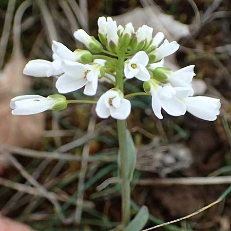 Noccaea montana \ Berg-Tschelkraut / Alpine Penny-Cress, F Dijon 17.3.2024