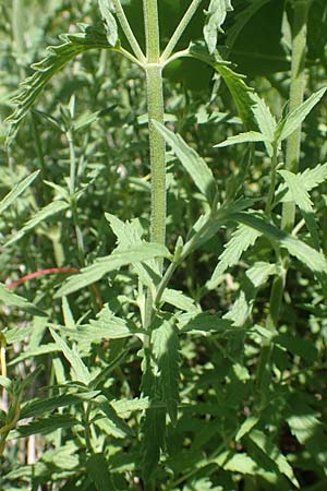 Nepeta nepetella \ Kleine Katzenminze, F Col de la Cayolle 9.7.2016