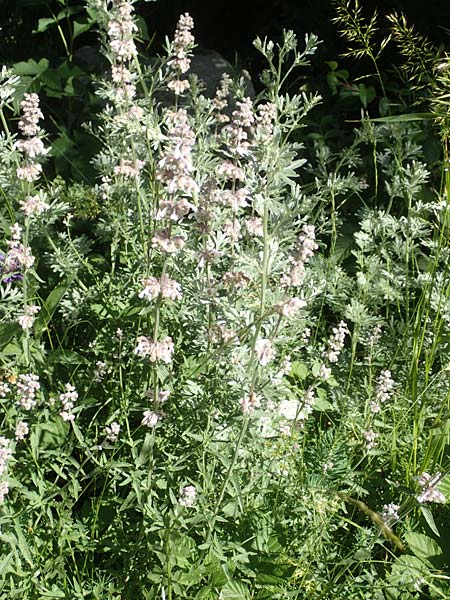 Nepeta nepetella \ Kleine Katzenminze, F Col de la Cayolle 9.7.2016