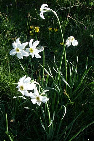 Narcissus poeticus / Poet's Narcissus, F Col de Granon 22.6.2008