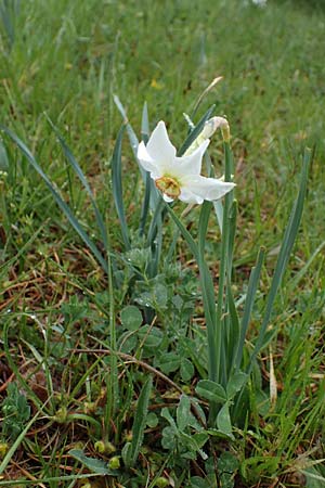 Narcissus poeticus \ Dichter-Narzisse, Weie Narzisse / Poet's Narcissus, F Guillaumes 30.4.2023