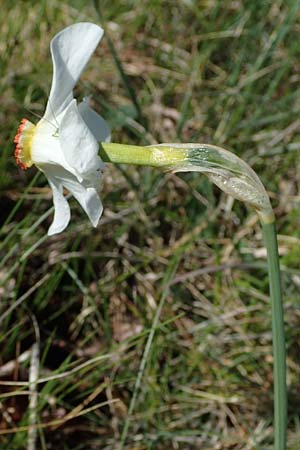 Narcissus poeticus \ Dichter-Narzisse, Weie Narzisse, F Caussols 2.5.2023