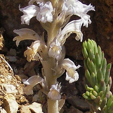 Phelipanche inexspectata \ Lattich-Sommerwurz, Unerwartete Sommerwurz / Lettuce Broomrape, Inexpected Hemp Broomrape, F Le Rozier (Tarn) 28.5.2009