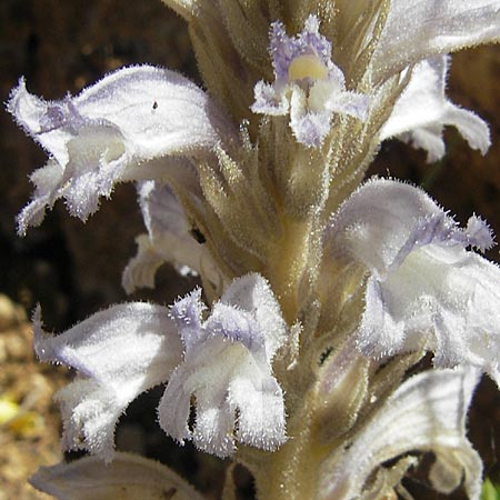 Phelipanche inexspectata \ Lattich-Sommerwurz, Unerwartete Sommerwurz / Lettuce Broomrape, Inexpected Hemp Broomrape, F Le Rozier (Tarn) 28.5.2009