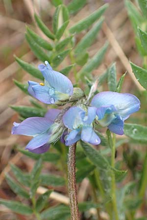 Oxytropis helvetica \ Schweizer Spitzkiel, Armbltige Fahnenwicke, F Col de la Bonette 8.7.2016