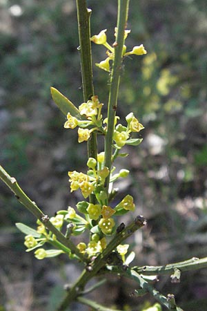 Osyris alba \ Weier Harnstrauch, F Rochefort-en-Valdaine 10.6.2006