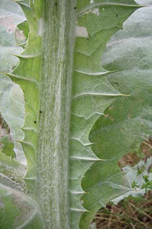 Onopordum acanthium \ Gewhnliche Esels-Distel / Cotton Thistle, F Pyrenäen/Pyrenees, Col de Pailhères 27.6.2008