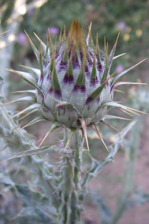 Onopordum illyricum \ Illyrische Esels-Distel / Illyrian Cotton Thistle, F Frontignan 28.6.2008