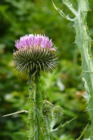 Onopordum acanthium \ Gewhnliche Esels-Distel / Cotton Thistle, F Pyrenäen/Pyrenees, Col de Pailhères 27.6.2008