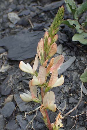 Onobrychis arenaria \ Sand-Esparsette / Hungarian Sainfoin, F Savines-le-Lac 29.4.2023