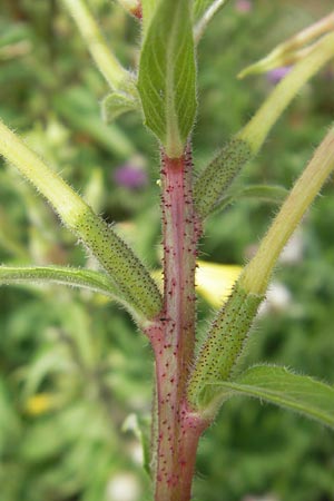 Oenothera ersteinensis \ Ersteiner Nachtkerze / Erstein Evening Primrose, F Eschau 9.7.2011