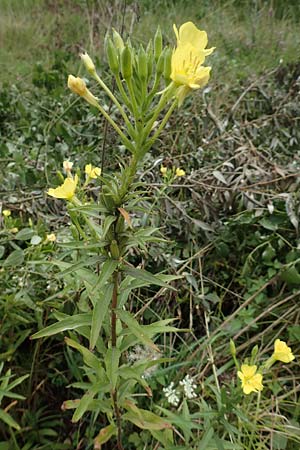 Oenothera erythropoda / Evening Primrose, F Beinheim 27.7.2017