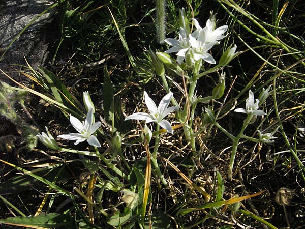 Ornithogalum kochii \ Kochs Milchstern / Koch's Star of Bethlehem, F Causse du Larzac 7.6.2006