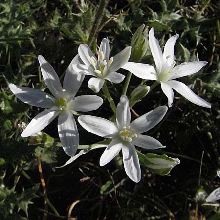 Ornithogalum kochii \ Kochs Milchstern, F Causse du Larzac 7.6.2006