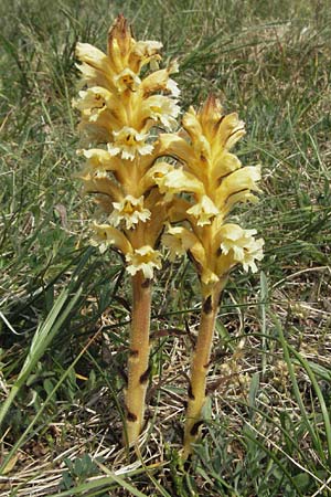 Orobanche lutea \ Gelbe Sommerwurz, F Elsass, Westhalten 28.4.2007