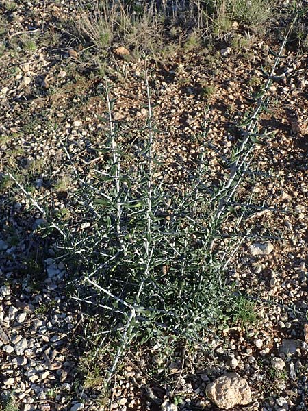 Olea sylvestris \ Wilder lbaum / Oleaster, F Martigues 8.10.2021