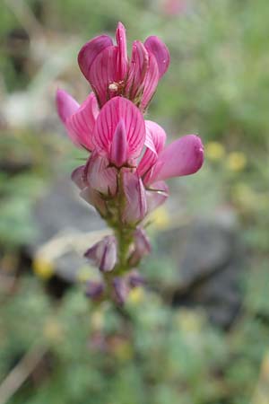 Onobrychis montana \ Berg-Esparsette / Mountain Sainfoin, F Col de la Bonette 8.7.2016