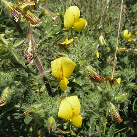 Ononis natrix \ Gelbe Hauhechel / Yellow Restharrow, F Rochefort-en-Valdaine 10.6.2006