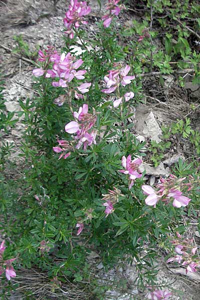 Ononis fruticosa \ Strauch-Hauhechel / Shrubby Restharrow, F Serres 10.6.2006