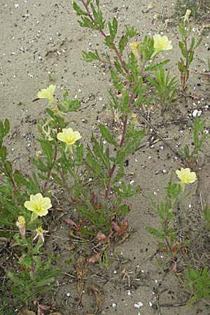 Oenothera laciniata \ Schlitzblttrige Nachtkerze / Cutleaf Evening Primrose, F Camargue 13.5.2007