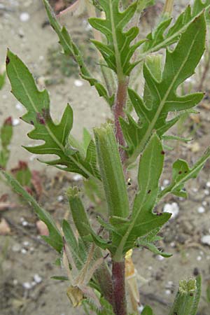 Oenothera laciniata \ Schlitzblttrige Nachtkerze, F Camargue 13.5.2007