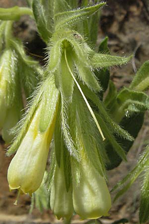 Onosma fastigiata \ Ligurische Lotwurz / Ligurian Goldendrop, F Causse du Larzac 15.5.2007