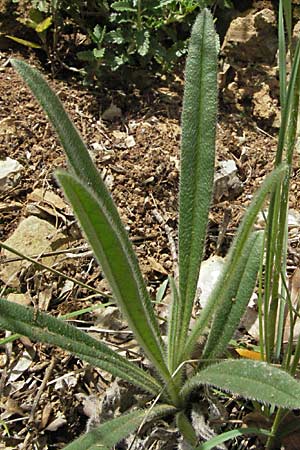 Onosma fastigiata \ Ligurische Lotwurz / Ligurian Goldendrop, F Causse du Larzac 15.5.2007