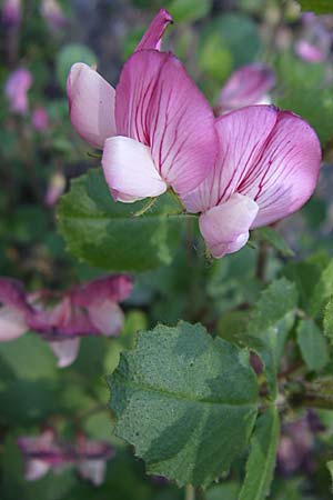 Ononis rotundifolia \ Rundblttrige Hauhechel / Round-Leaved Restharrow, F Col du Telegraphe 21.6.2008