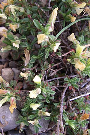 Ononis pusilla \ Zwerg-Hauhechel / Dwarf Restharrow, F Rivesaltes 24.6.2008