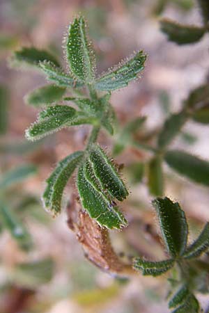 Ononis hispanica subsp. ramosissima \ Spanische Hauhechel / Spanish Restharrow, F Toreilles 24.6.2008