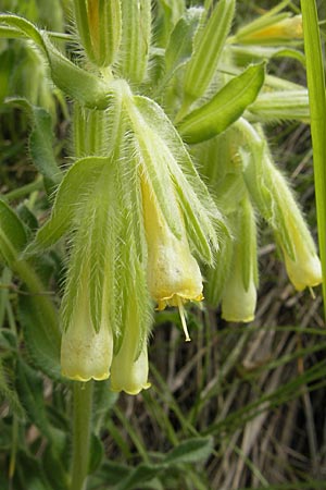 Onosma fastigiata \ Ligurische Lotwurz / Ligurian Goldendrop, F Causse du Larzac 30.5.2009