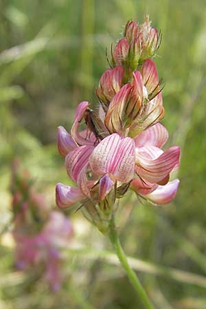 Onobrychis arenaria \ Sand-Esparsette / Hungarian Sainfoin, F Causse du Larzac 3.6.2009