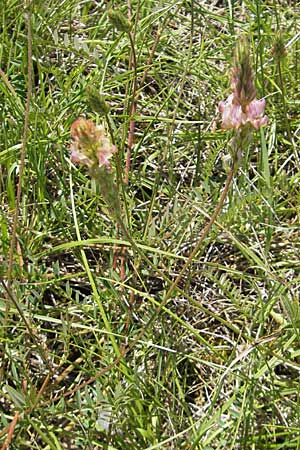 Onobrychis arenaria \ Sand-Esparsette / Hungarian Sainfoin, F Causse du Larzac 3.6.2009