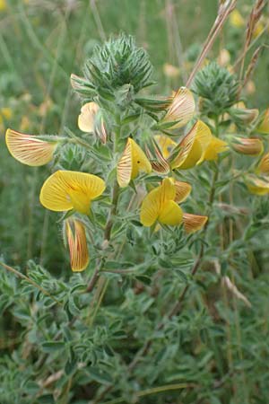 Ononis natrix \ Gelbe Hauhechel / Yellow Restharrow, F Savines-le-Lac 8.7.2016