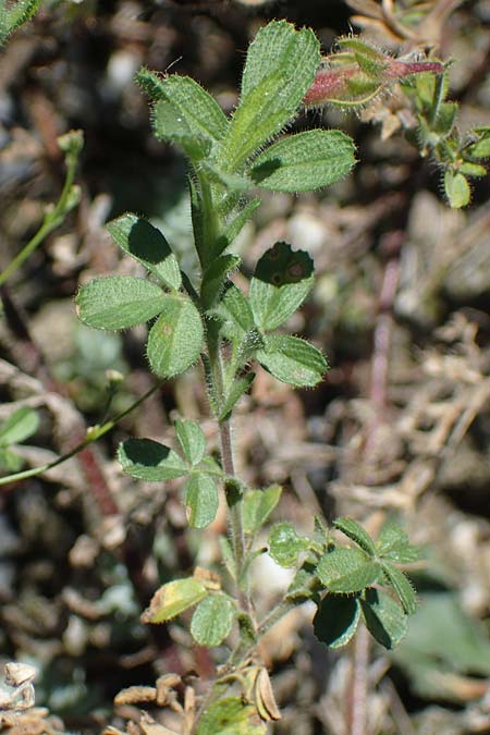 Ononis natrix \ Gelbe Hauhechel, F Remollon 6.10.2021