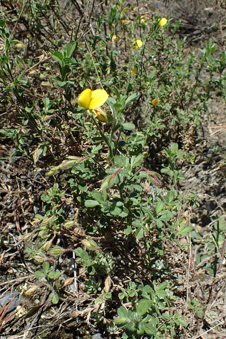 Ononis natrix \ Gelbe Hauhechel / Yellow Restharrow, F Remollon 6.10.2021