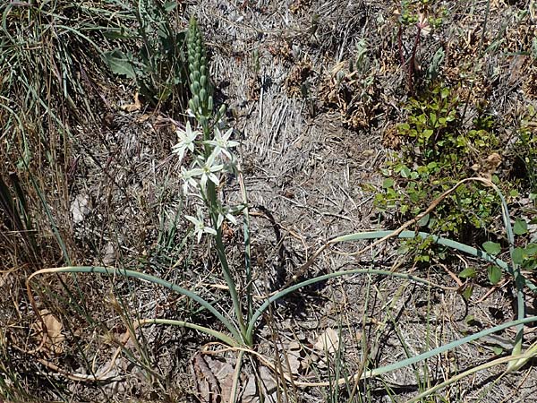 Ornithogalum narbonense \ Berg-Milchstern / Pyramidal Star of Bethlehem, F Dept.  Var, Callian 2.5.2023