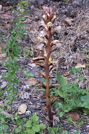 Orobanche picridis \ Bitterkraut-Sommerwurz, F Pyrenäen, Aude - Schlucht 27.6.2008