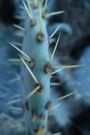 Opuntia ficus-indica / Prickly Pear, F Martigues 8.10.2021