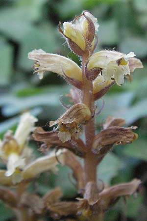 Orobanche hederae \ Efeu-Sommerwurz / Ivy Broomrape, F S. Gilles 7.6.2006