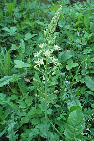 Ornithogalum pyrenaicum \ Pyrenen-Milchstern, F Allevard 11.6.2006