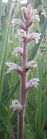 Orobanche picridis \ Bitterkraut-Sommerwurz / Picris Broomrape, Oxtongue Broomrape, F Maures, Les Mayons 12.5.2007