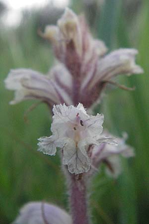 Orobanche picridis \ Bitterkraut-Sommerwurz / Picris Broomrape, Oxtongue Broomrape, F Maures, Les Mayons 12.5.2007