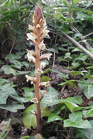 Orobanche hederae \ Efeu-Sommerwurz, F Camargue 13.5.2007