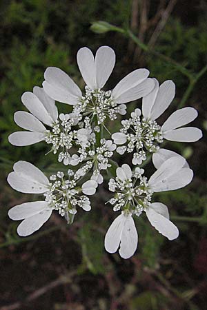 Orlaya grandiflora \ Grobltiger Breitsame / Large-Flowered Orlaya, F Aubenas 16.5.2007