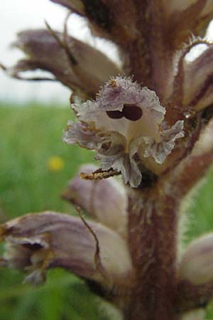 Orobanche minor \ Kleine Sommerwurz, F Col de Boite 17.5.2007