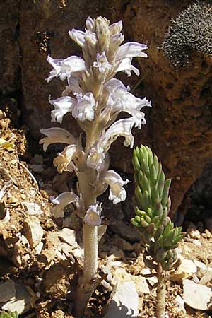 Phelipanche inexspectata \ Lattich-Sommerwurz, Unerwartete Sommerwurz / Lettuce Broomrape, Inexpected Hemp Broomrape, F Le Rozier (Tarn) 28.5.2009